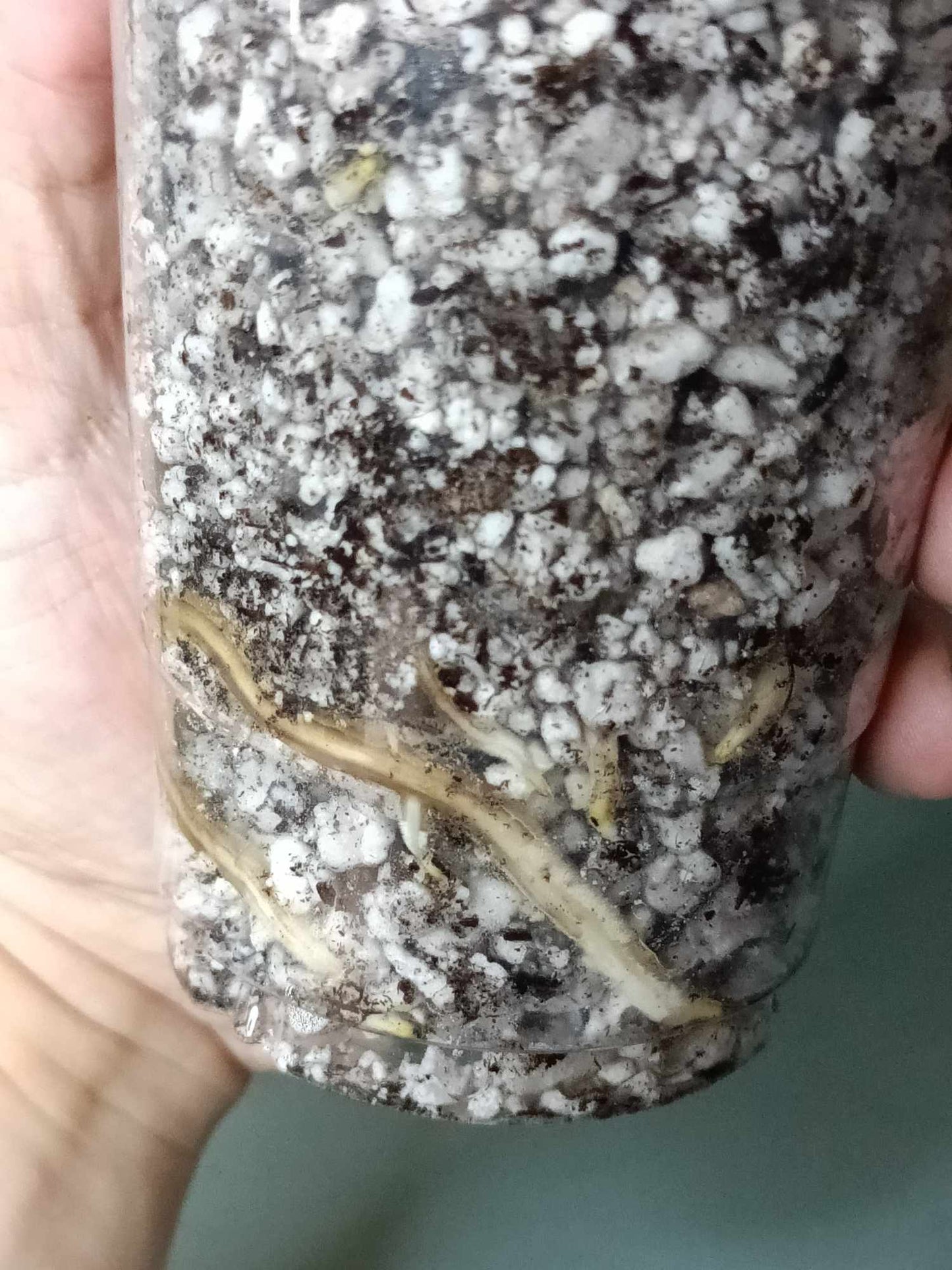 Monstera Albo A2