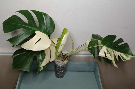 Monstera Albo A1