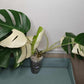 Monstera Albo A1