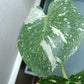 Monstera Thai Con T13