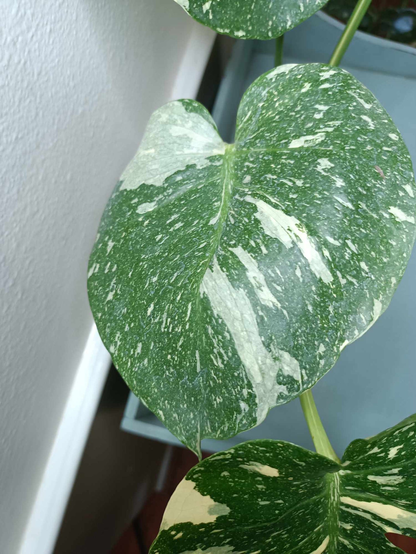 Monstera Thai Con T13