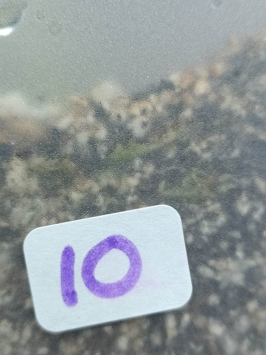 THAI CON #10-STARTER PLANT-
