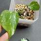 THAI CON #1-STARTER PLANT-