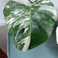 Monstera Albo A2