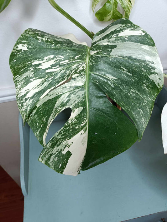 Monstera Albo A2