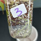 GREEN BILLIETIAE #3- STARTER PLANT-