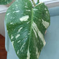 Monstera Thai Con T1