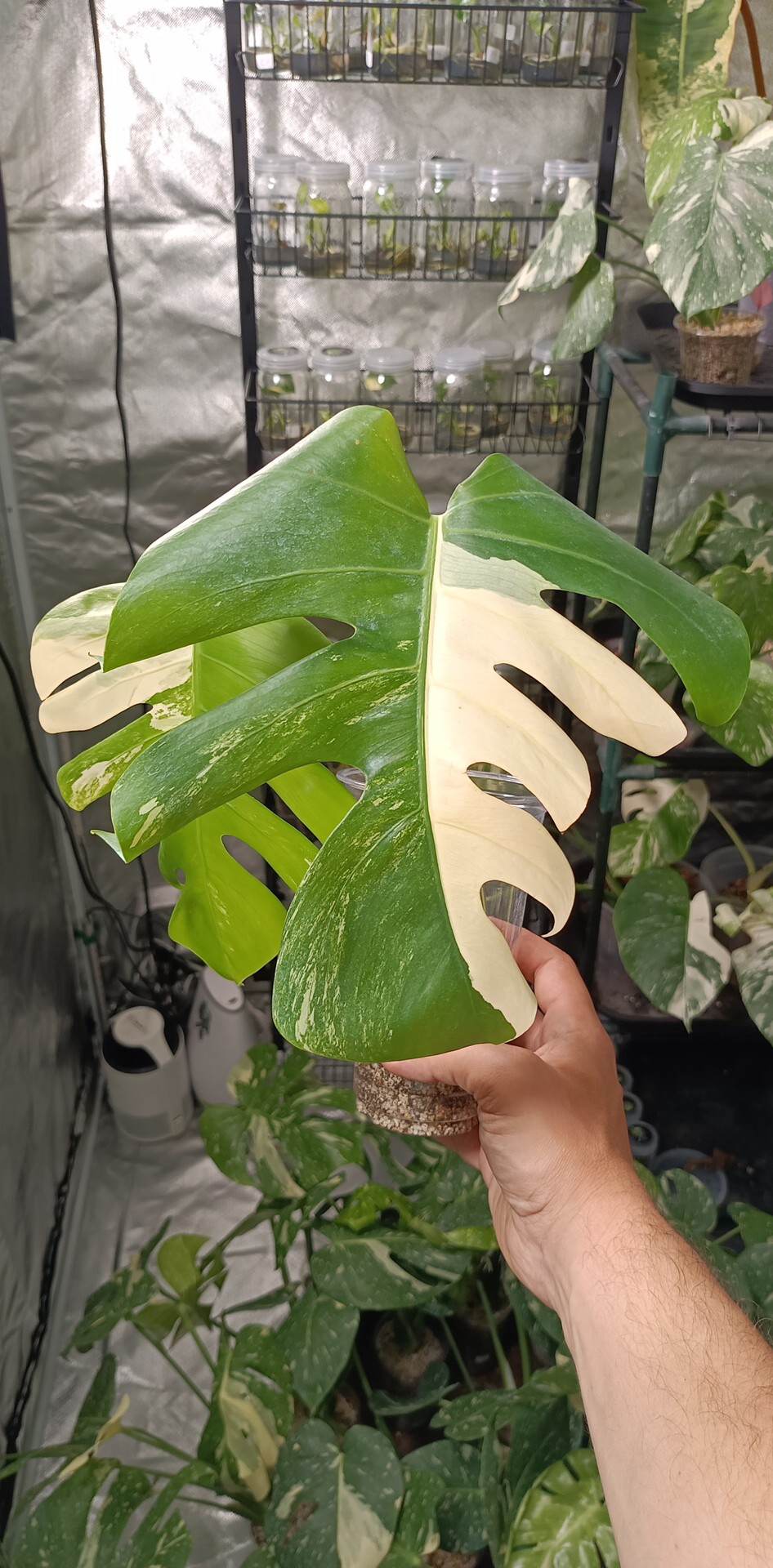 Two leaf Top Cut Monstera Albo
