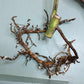 Monstera Aurea Cutting
