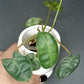 GREEN BILLIETIAE #4- STARTER PLANT-