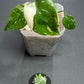 THAI CON #13-STARTER PLANT-