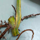 Monstera Aurea Cutting
