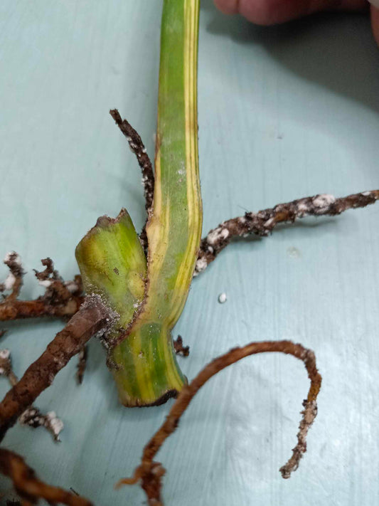 Monstera Aurea Cutting