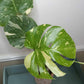 Monstera Thai Con T14