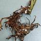 Monstera Aurea Cutting