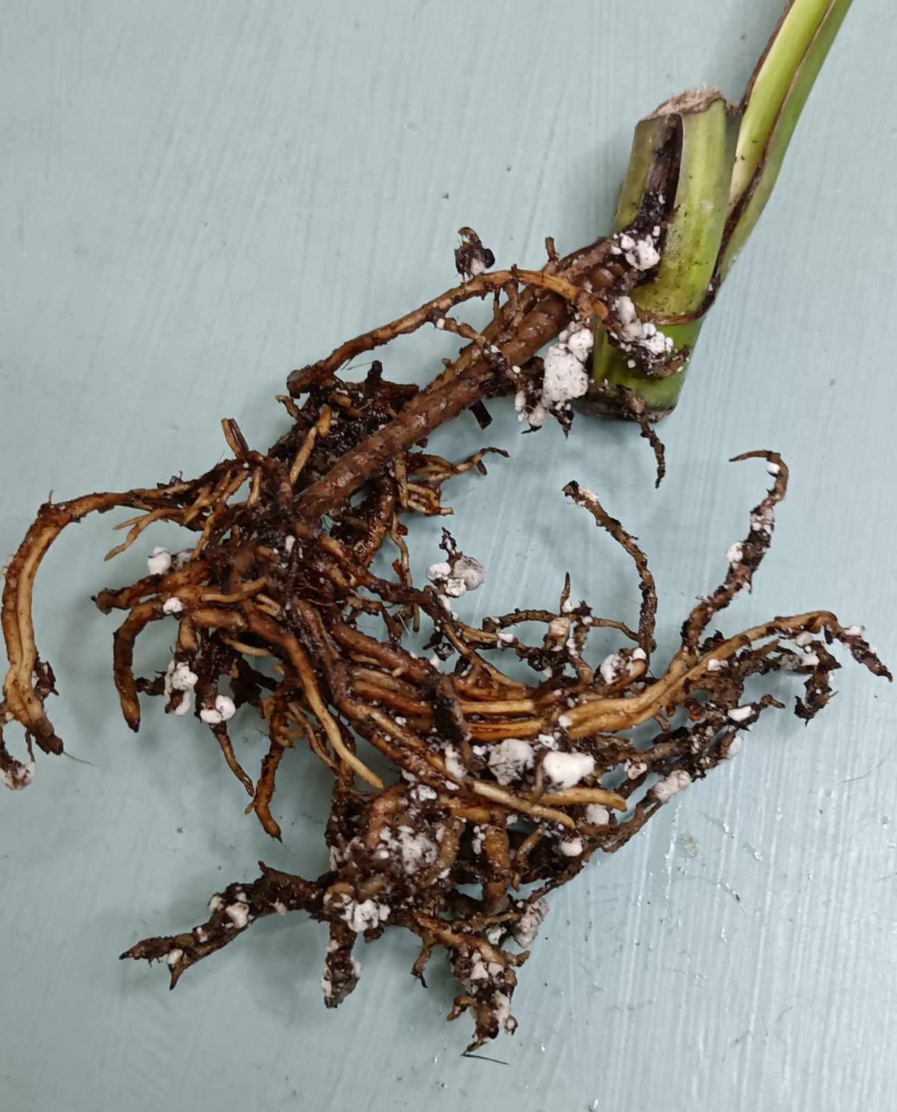 Monstera Aurea Cutting