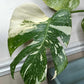 Monstera Thai Con T5