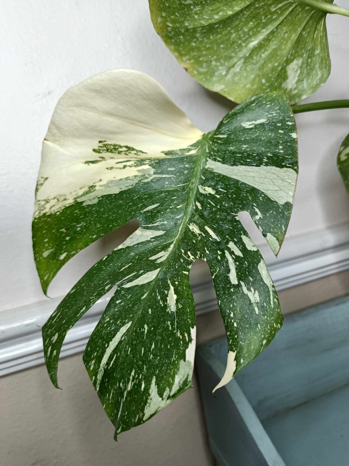 Monstera Thai Con T5