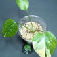 THAI CON #24-STARTER PLANT-