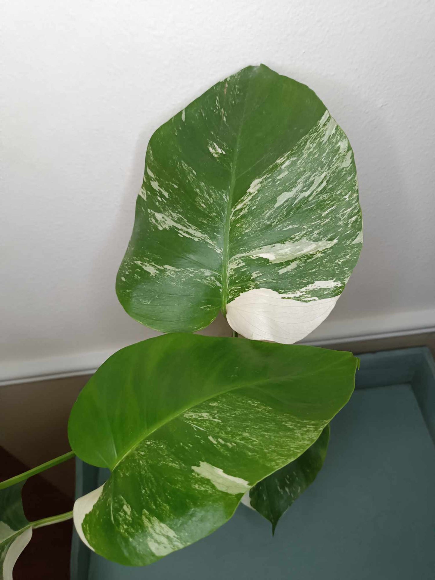 Monstera Albo A11 Reserved Esmeralda Rodriguez Sandoval