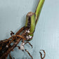 Monstera Aurea Cutting