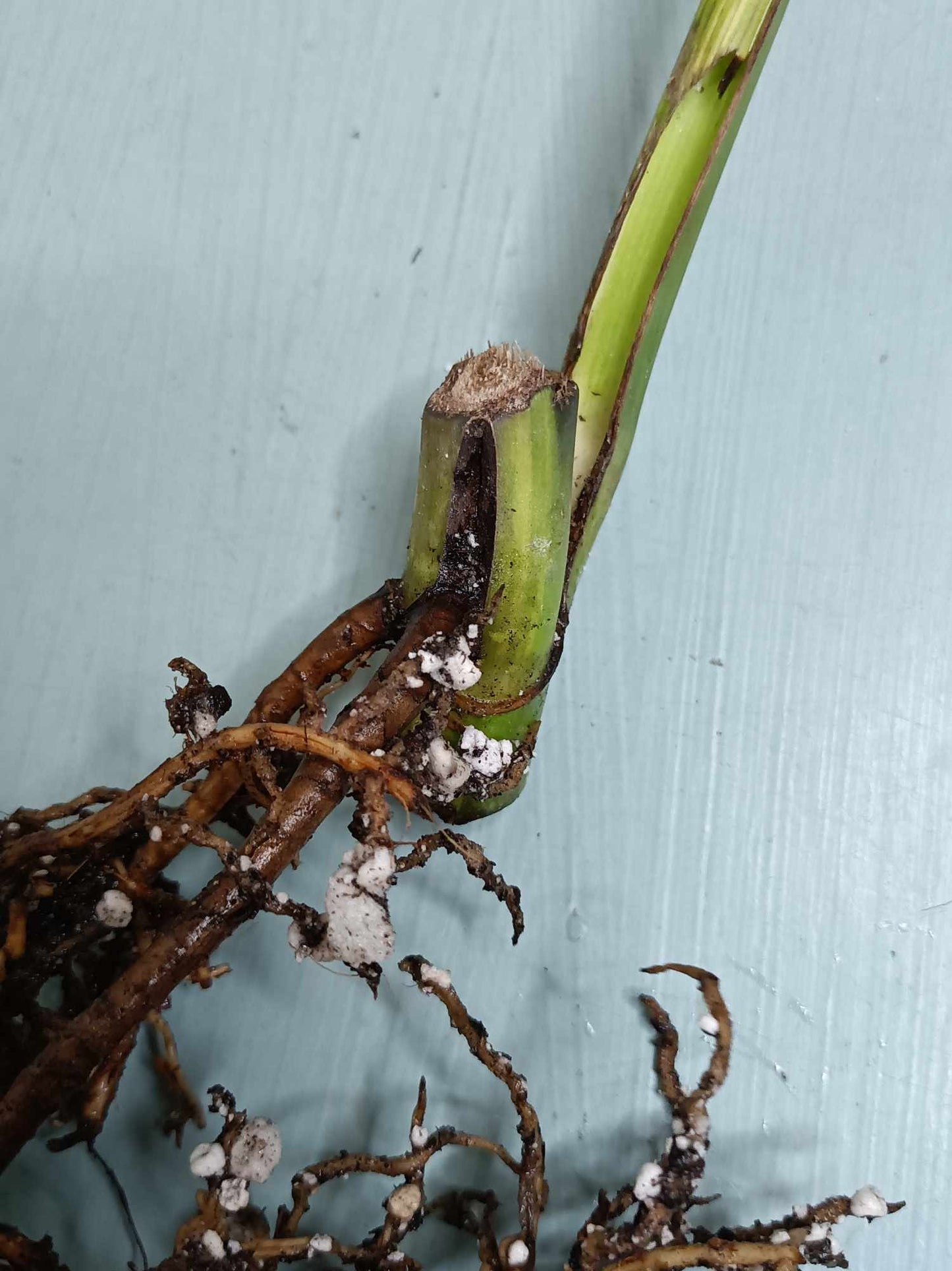 Monstera Aurea Cutting