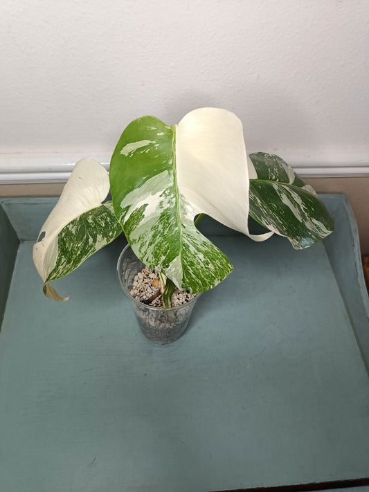 Brittany Noser Three Leaf Albo