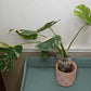 Monstera Thai Con T5