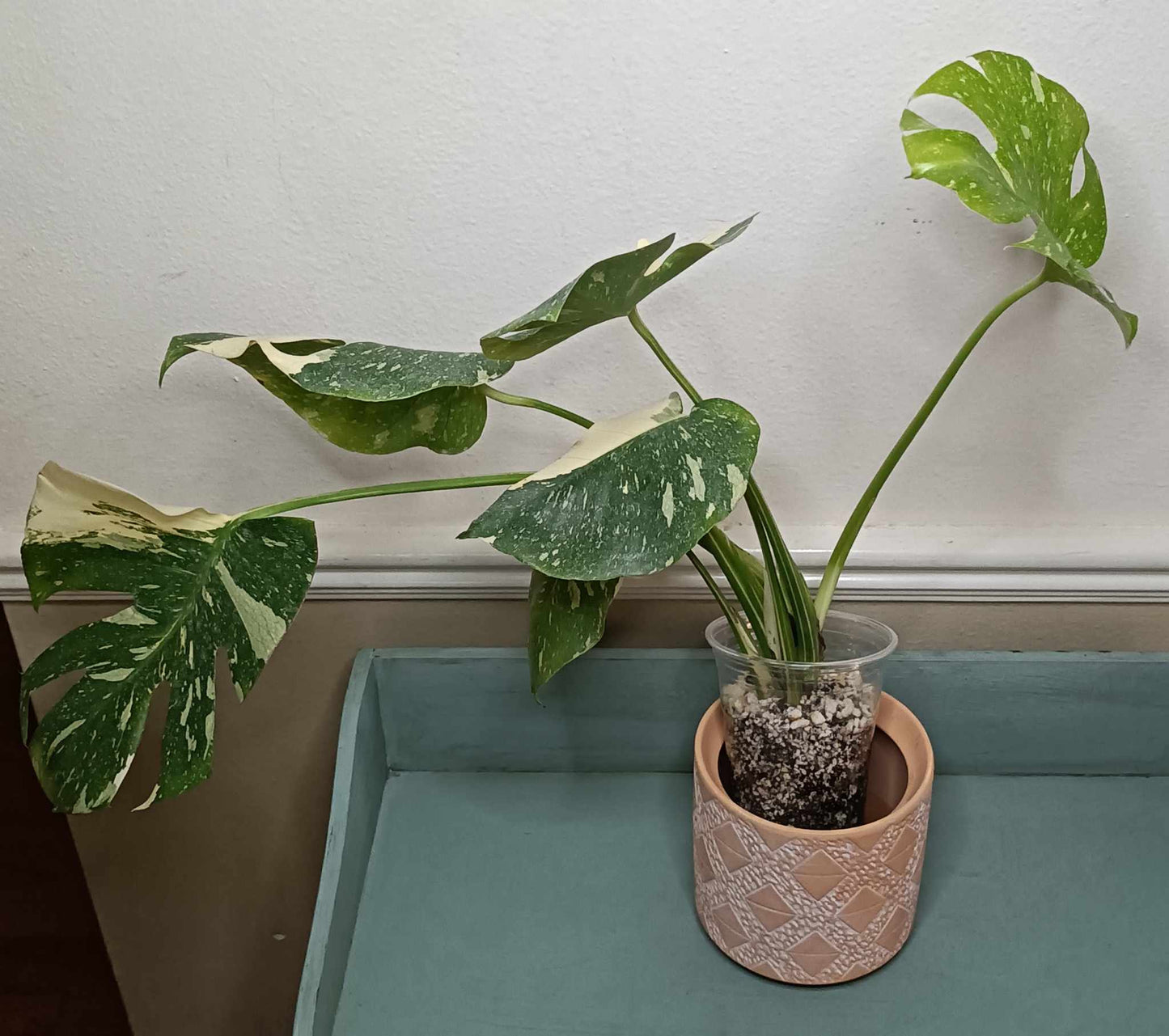 Monstera Thai Con T5