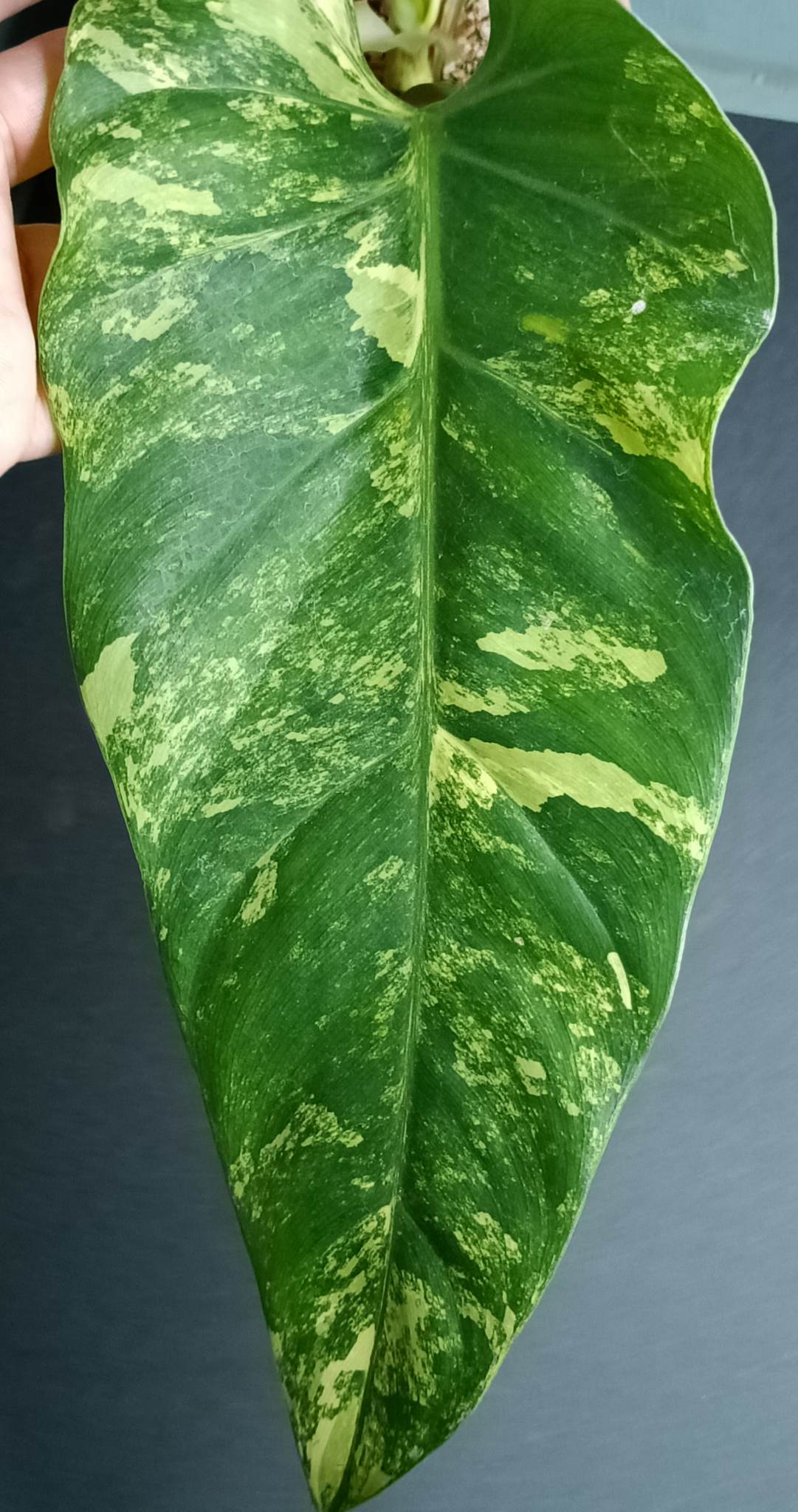 DOMESTICUM VARIEGATED# 2