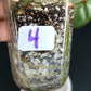 GREEN BILLIETIAE #4- STARTER PLANT-