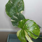 Monstera Thai Con T14