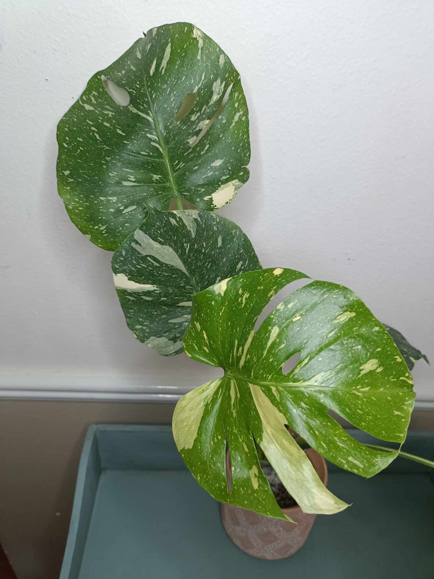 Monstera Thai Con T14