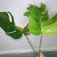 Monstera Aurea Multiple Leaves Cutting Lauren Heaton