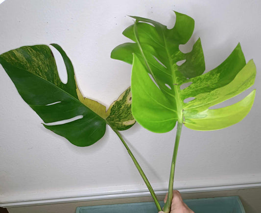 Monstera Aurea Multiple Leaves Cutting Lauren Heaton