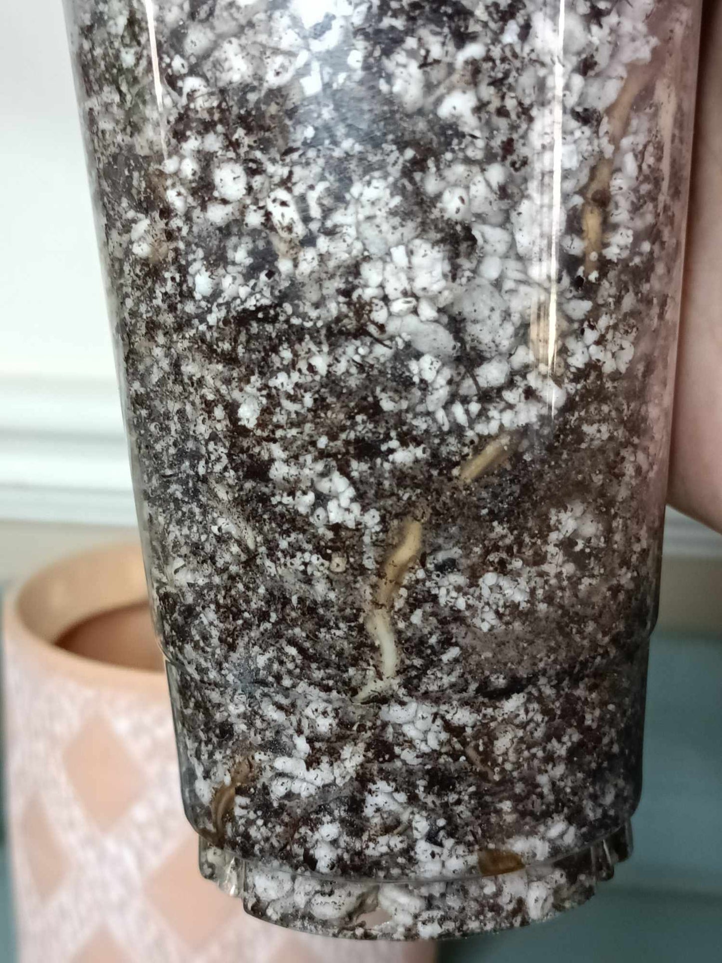 Monstera Albo A4