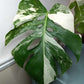 Monstera Albo A8