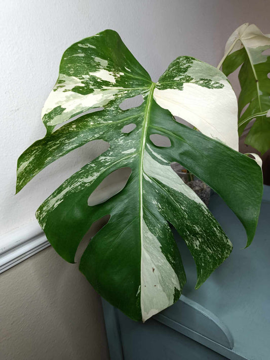 Monstera Albo A8