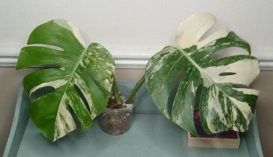 Monstera Albo Two leaf Top Cut