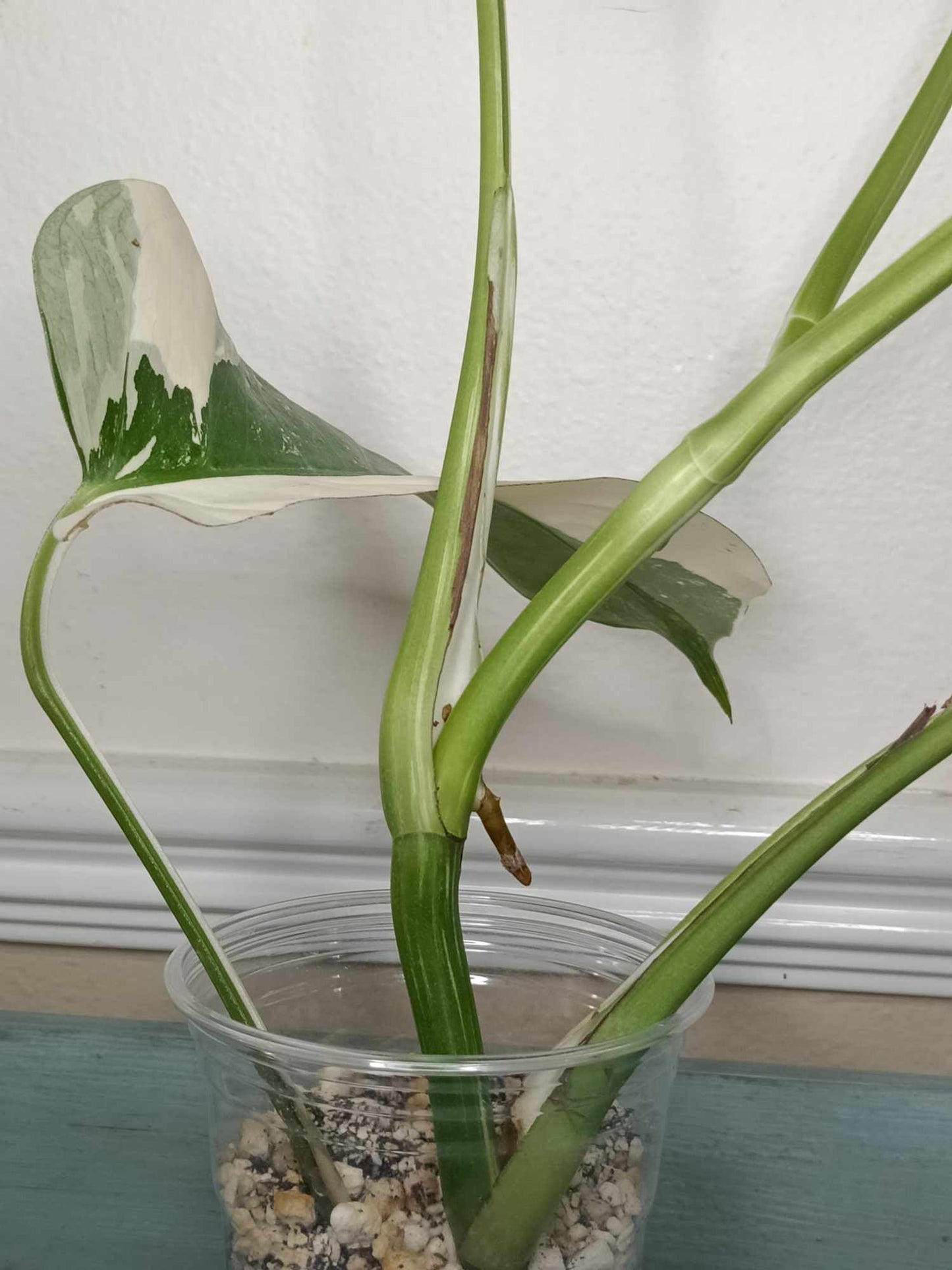 Monstera Albo A11 Reserved Esmeralda Rodriguez Sandoval