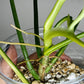 BIPENNIFOLIUM VARIEGATED