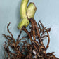 Monstera Aurea Cutting