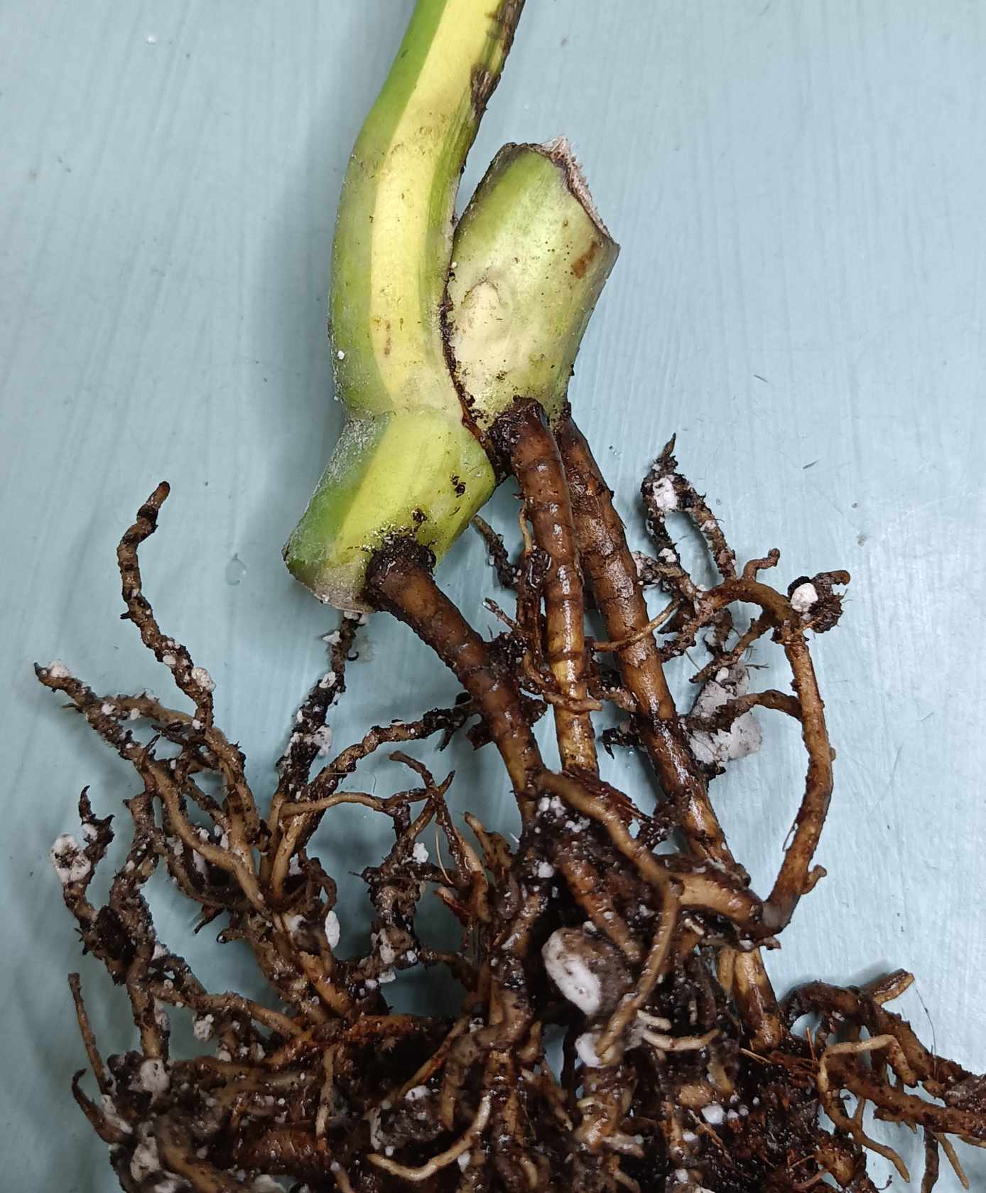 Monstera Aurea Cutting