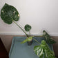 Monstera Thai Con T15