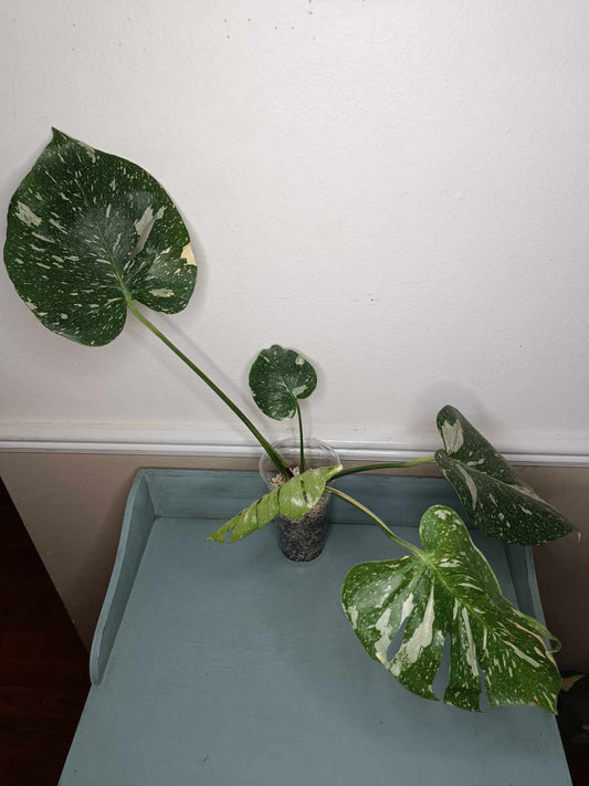 Monstera Thai Con T15