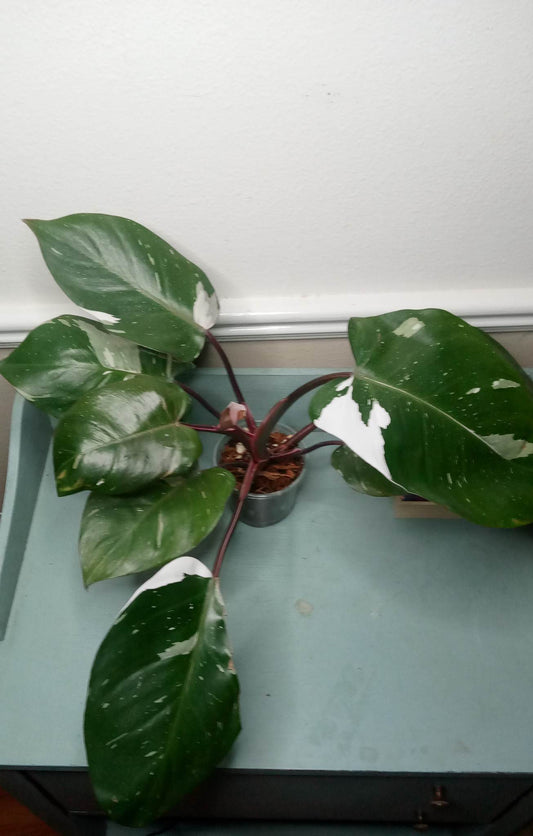 Philodendron Red Anderson