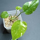 THAI CON #6-STARTER PLANT-