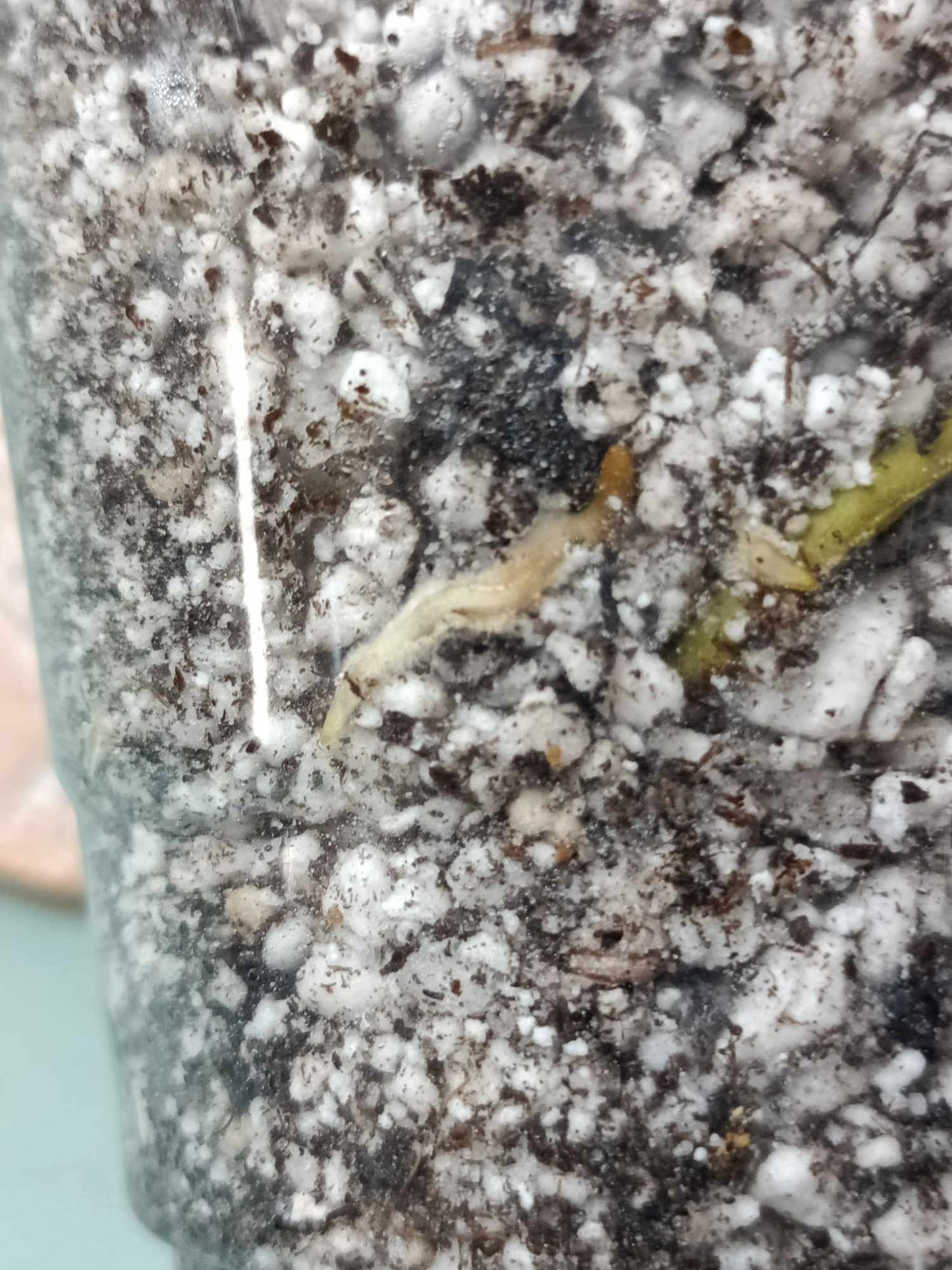 Monstera Albo A5