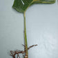 Monstera Aurea Cutting