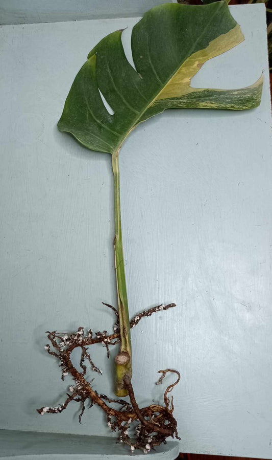 Monstera Aurea Cutting